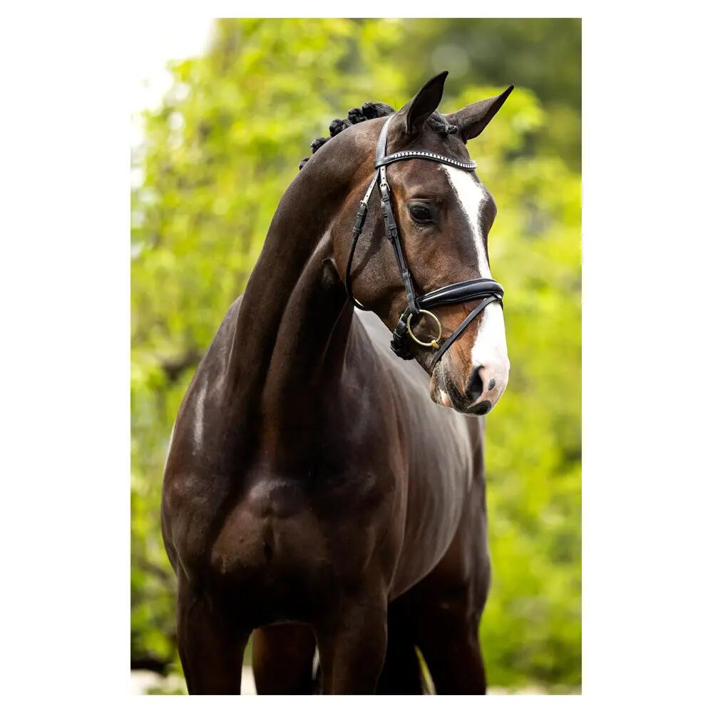 Cabezadas anatómicas BR Equitation Southam 3/6