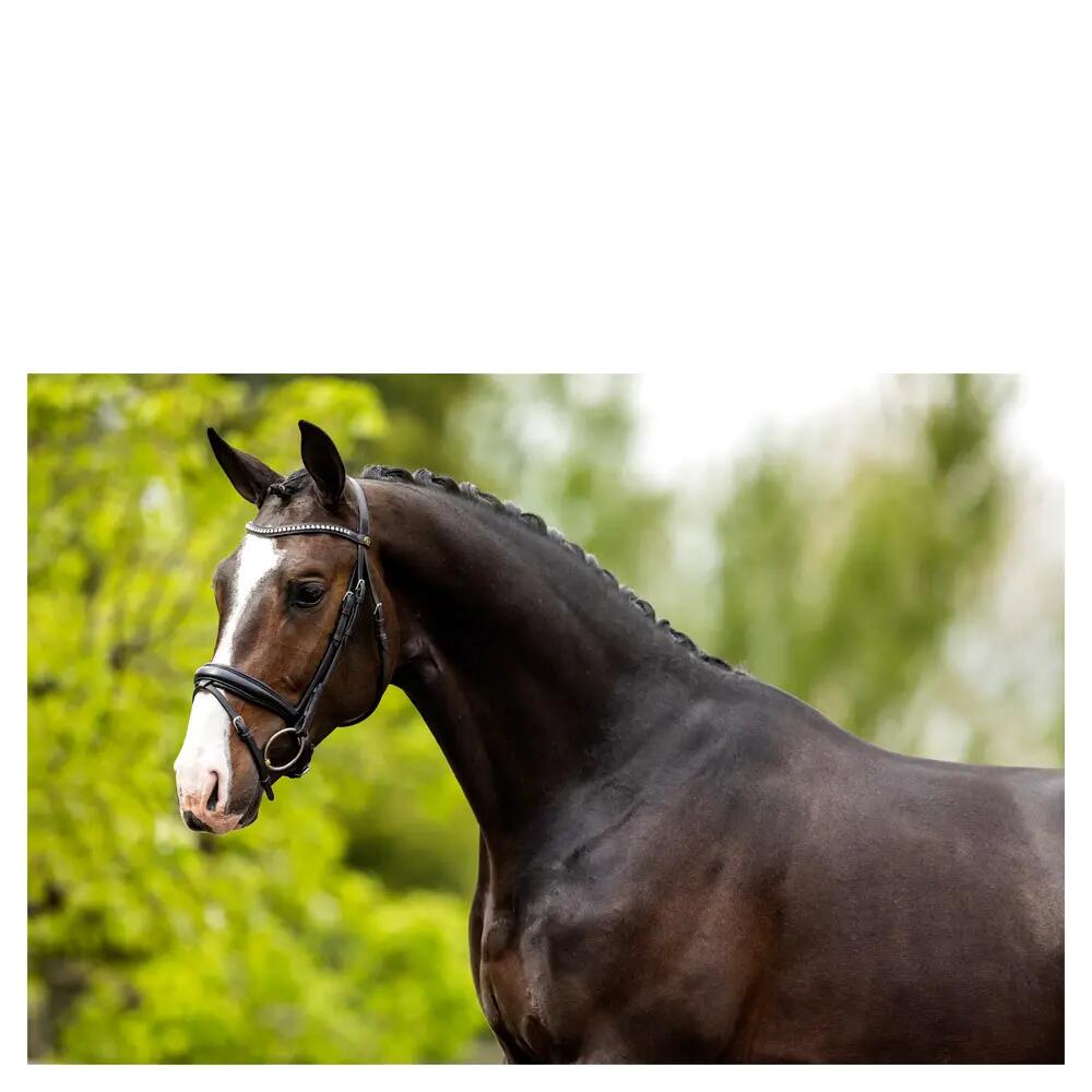 Cabezadas anatómicas BR Equitation Southam 2/6