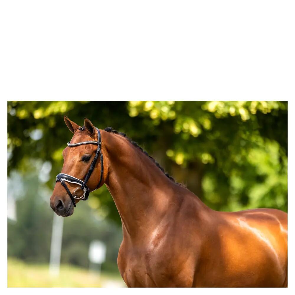 Bridas de montar BR Equitation Oldham 3/3