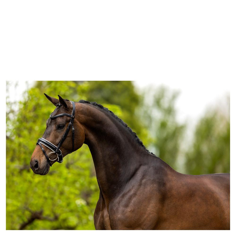 Anatomische hoofdstellen BR Equitation Kingston 2/3