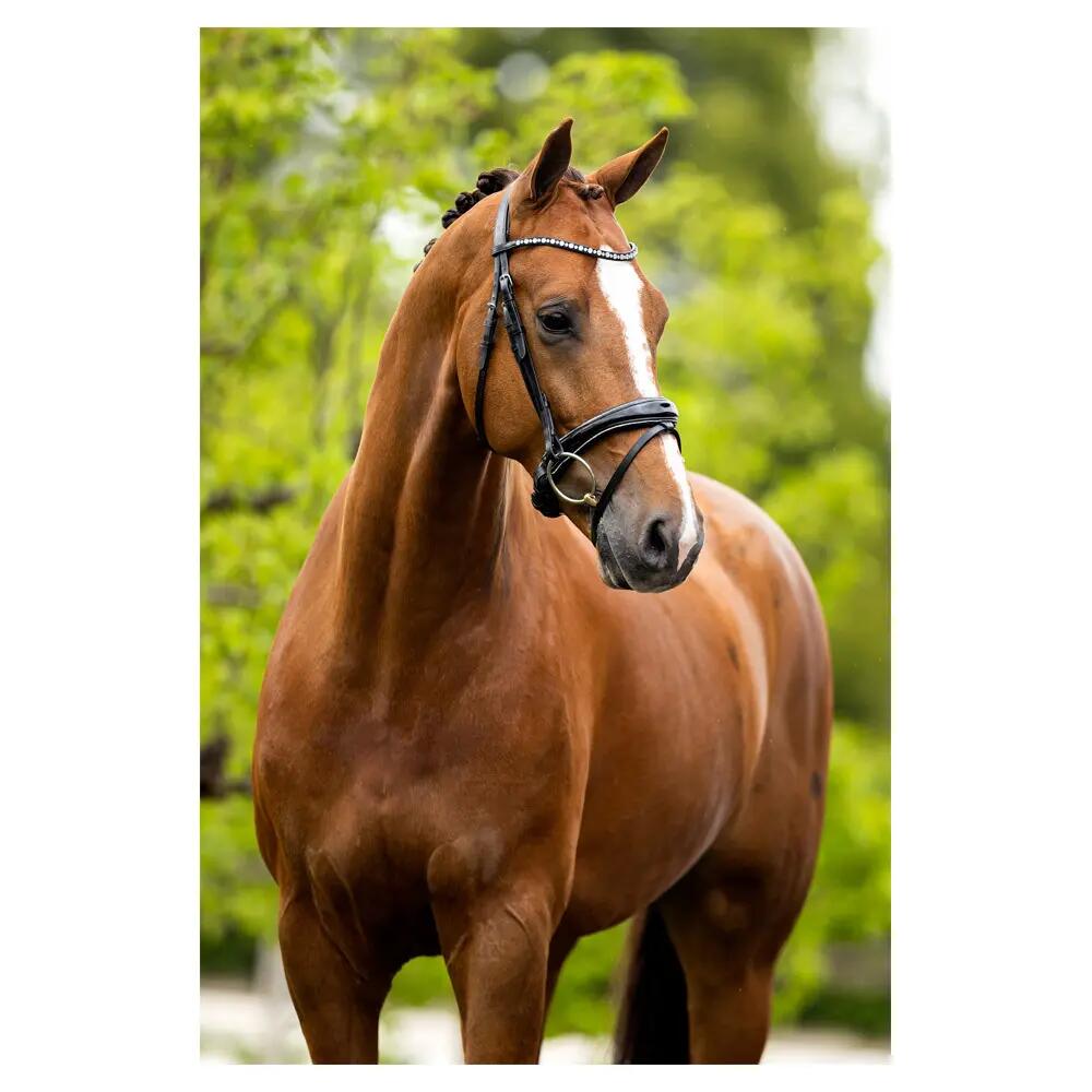 Cabezadas anatómicas BR Equitation Bristol 3/3