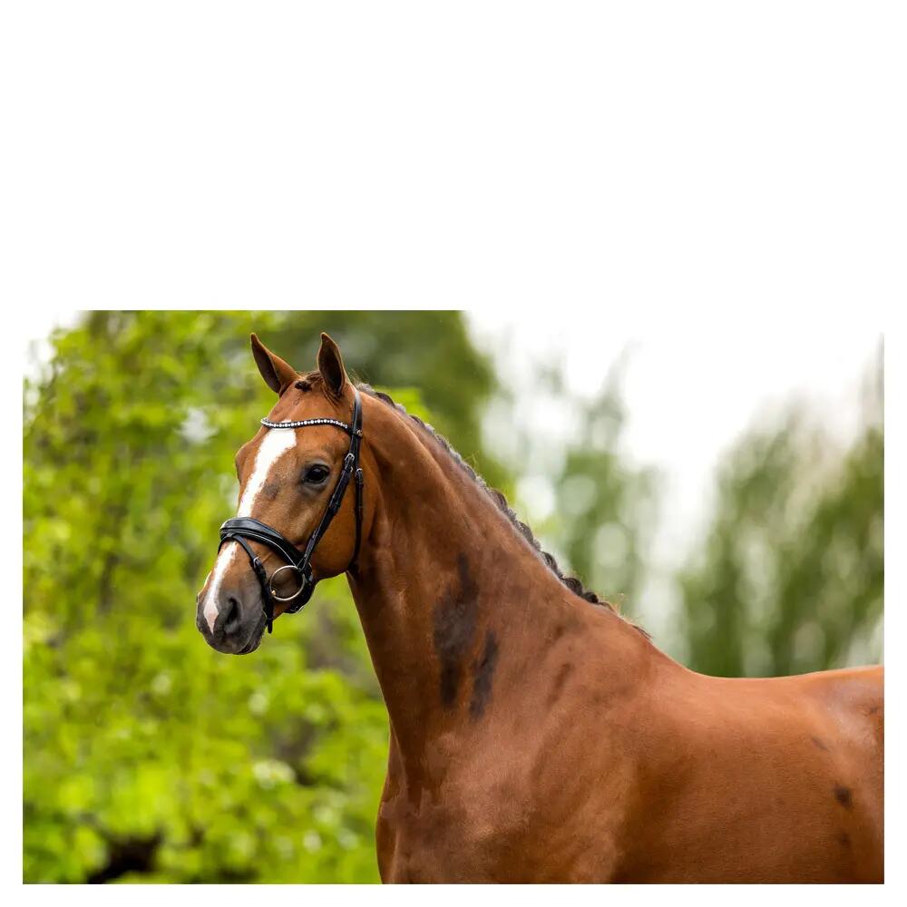Cabezadas anatómicas BR Equitation Bristol 2/3