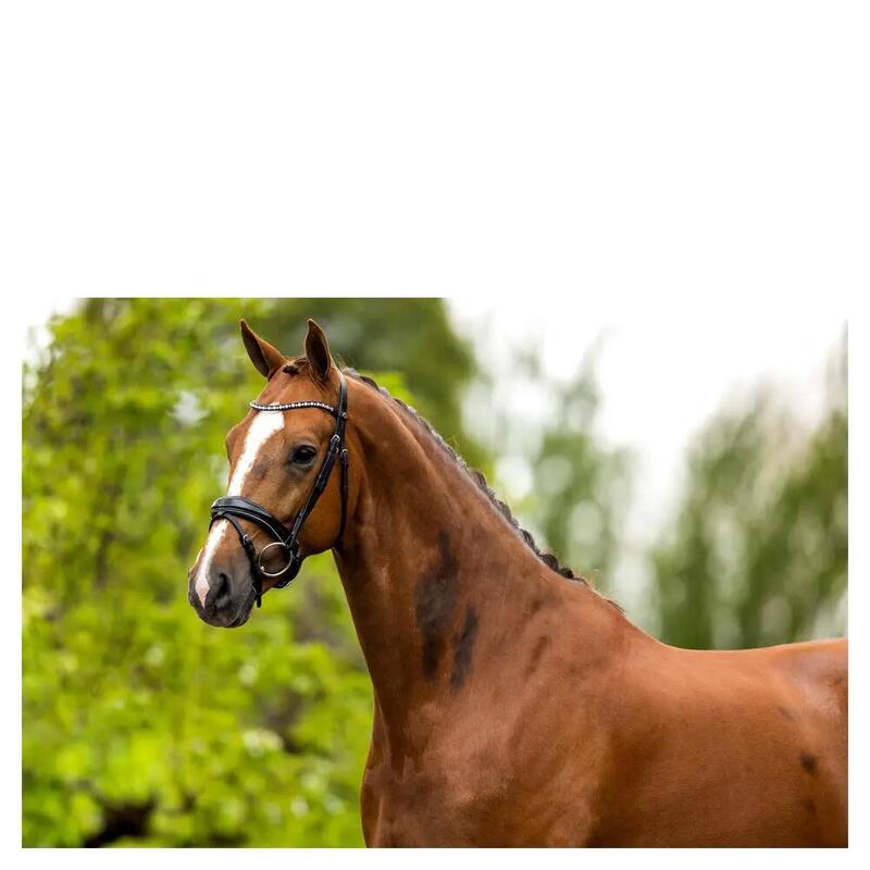 Bridon BR Equitation Bristol cu caracteristici anatomice