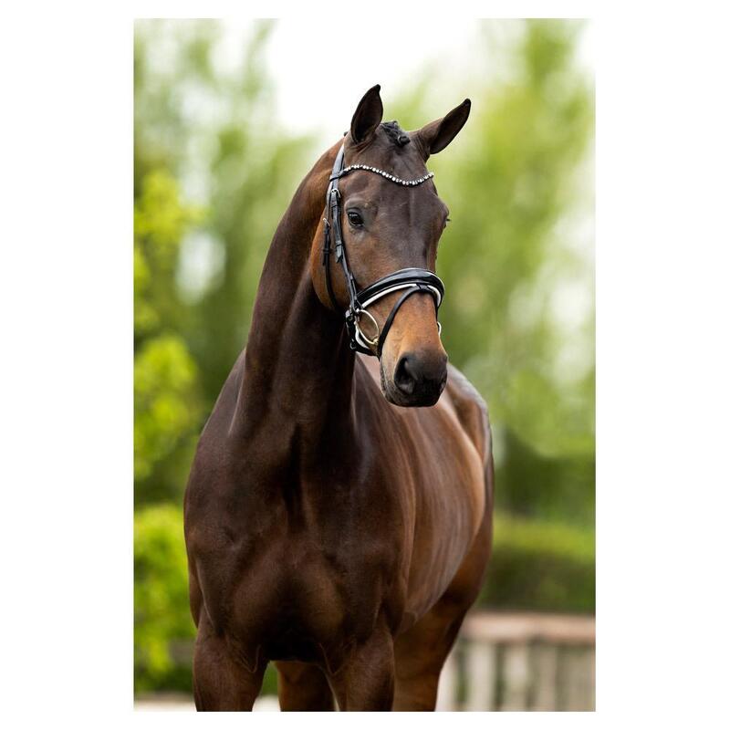 Bridon BR Equitation Andover cu caracteristici anatomice