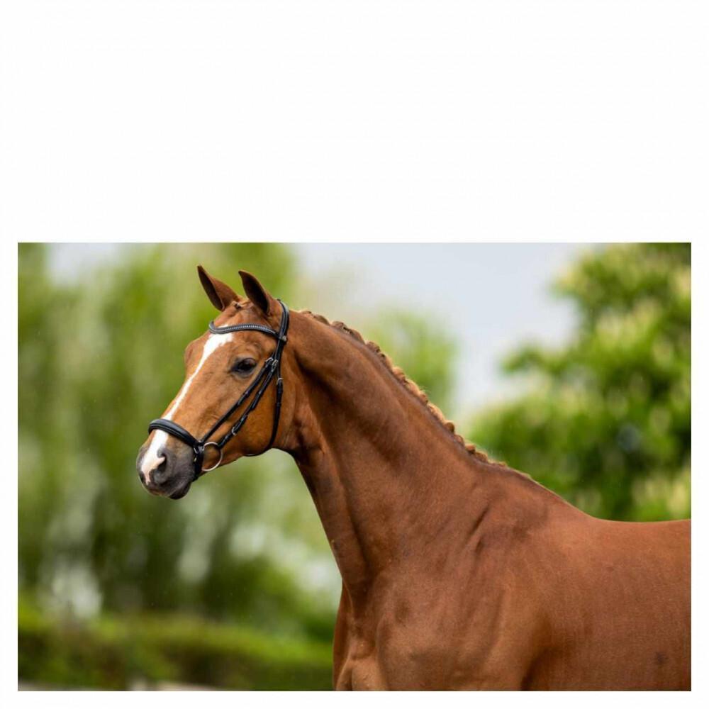 Hoofdstellen BR Equitation Hereford 2/3