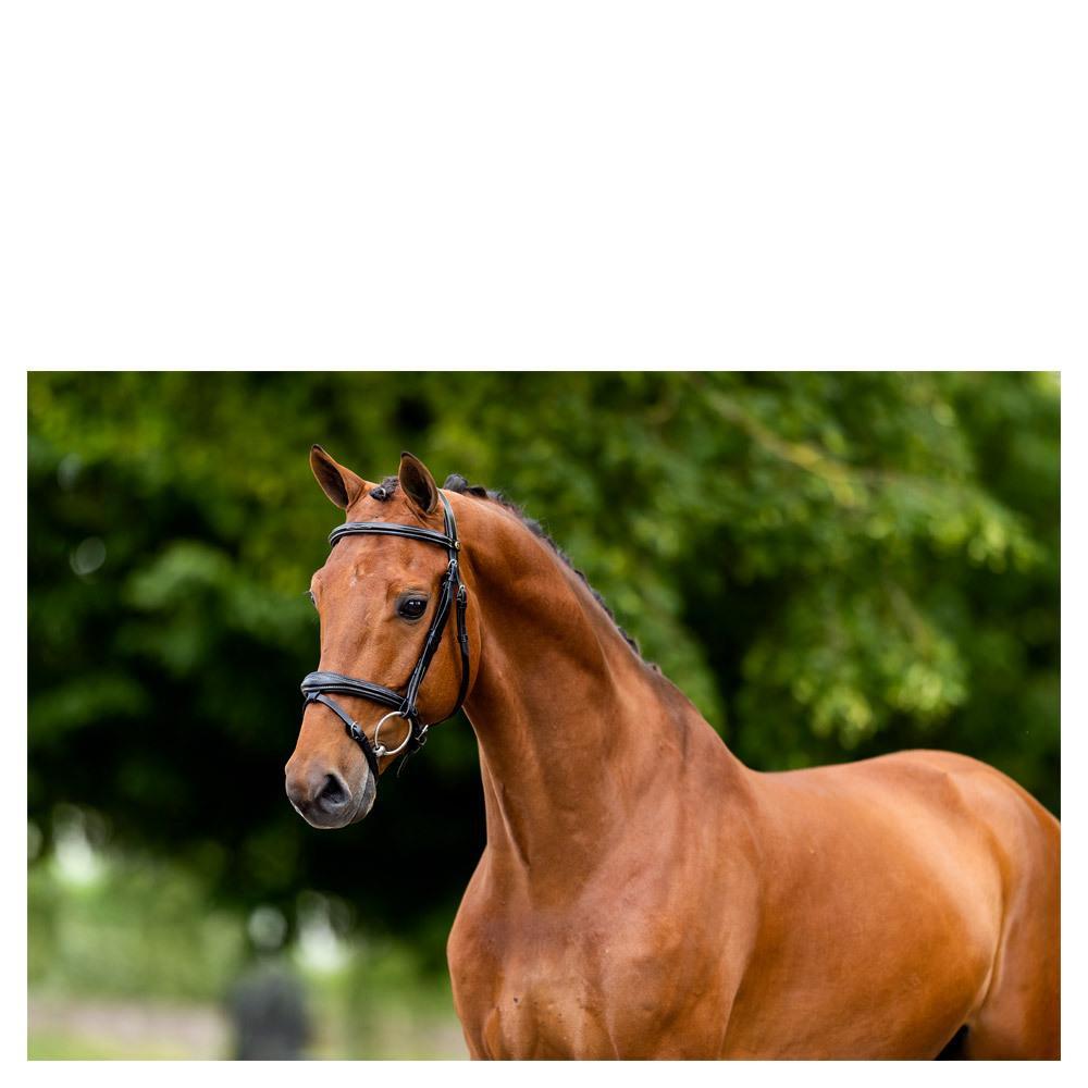 Briglie da equitazione BR Equitation Cheltenham 3/3