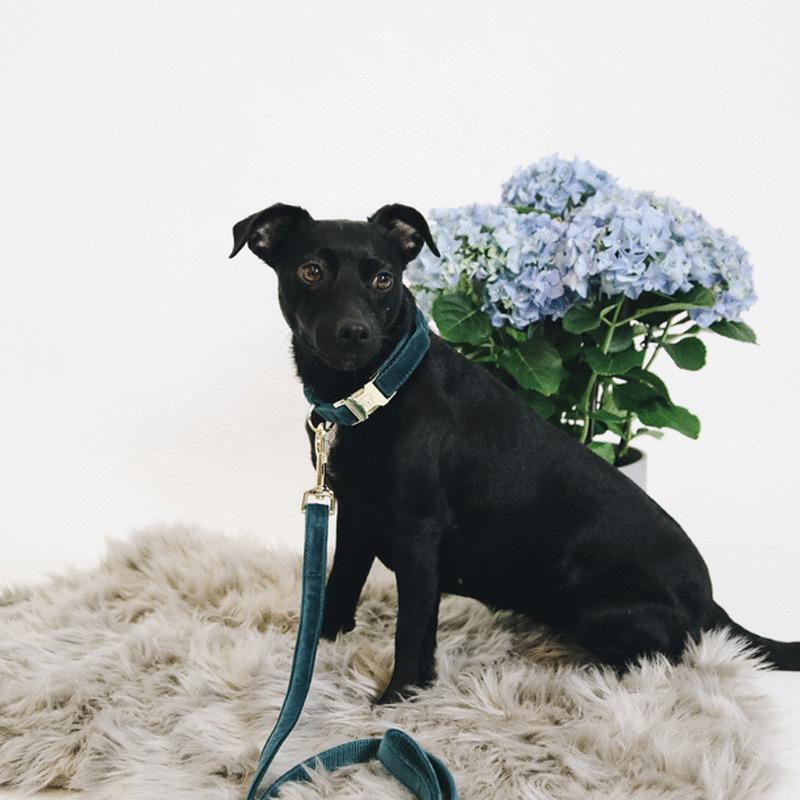 Laisse pour chien Velvet 120 cm - Kentucky 2/7
