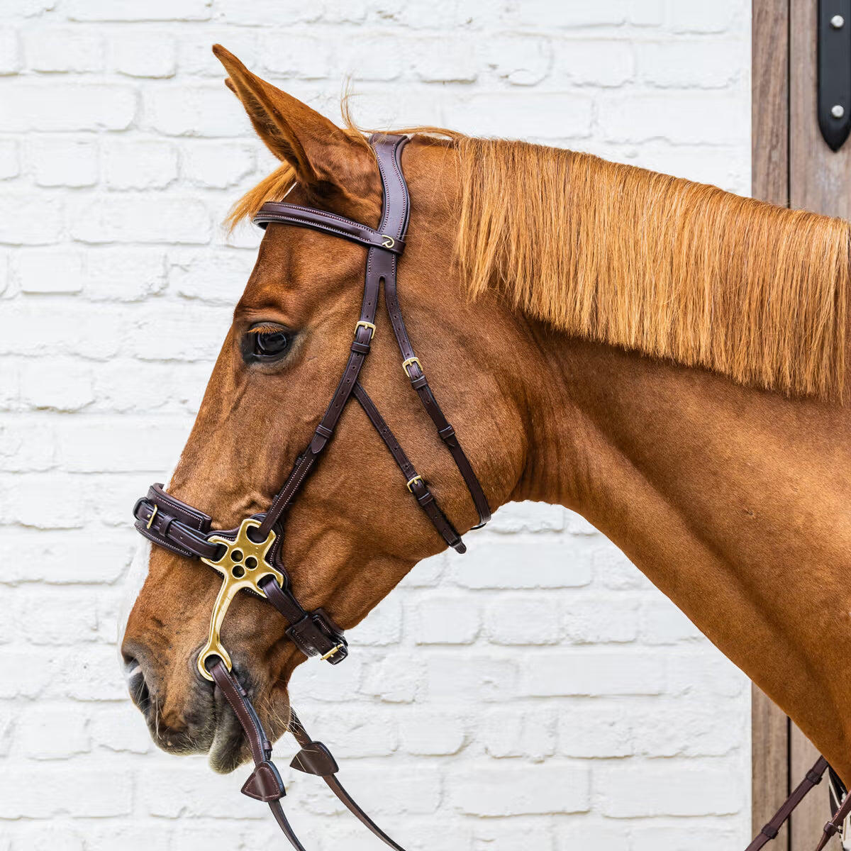 Hackamore para caballo Dy'on 6/7