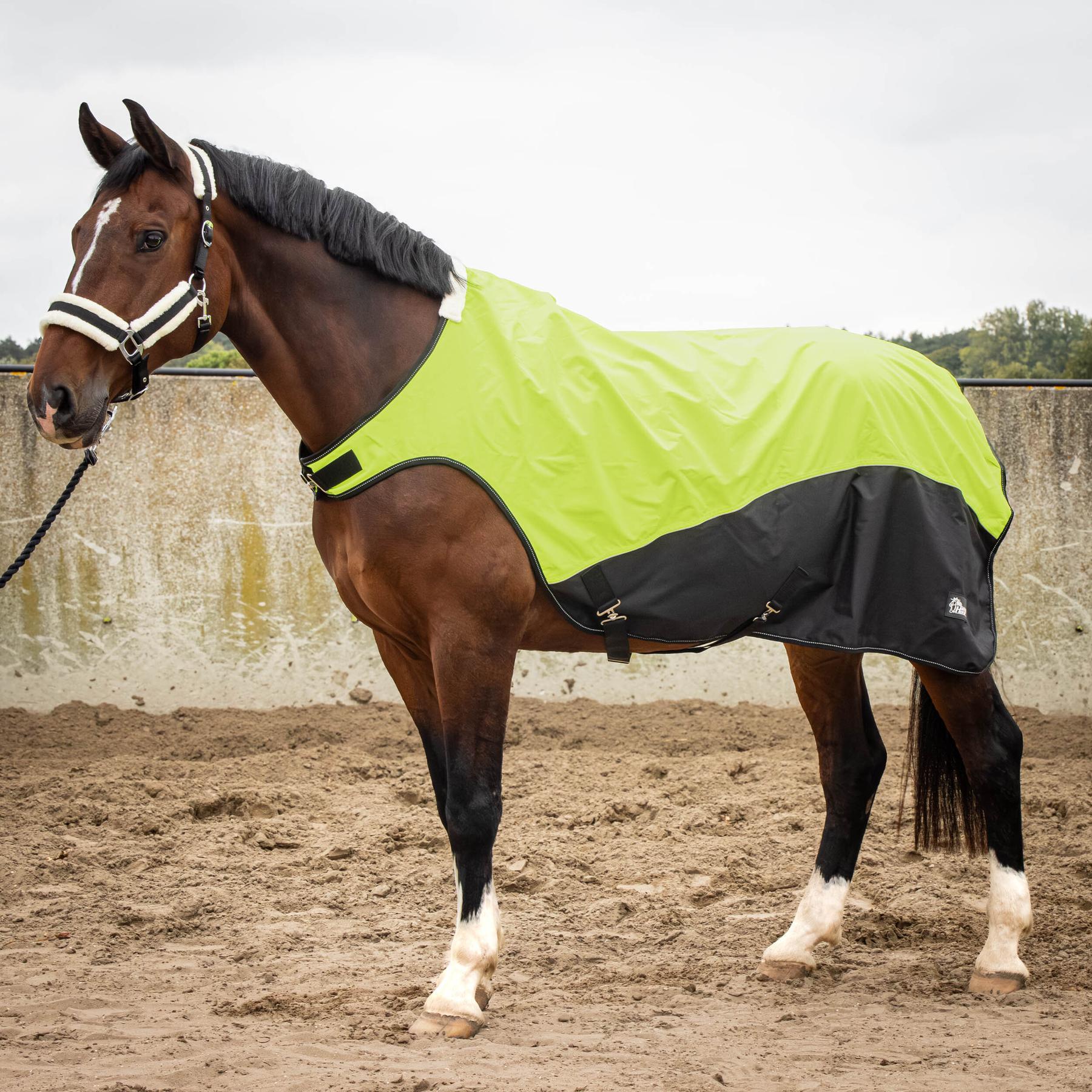 HARRYS HORSE picture