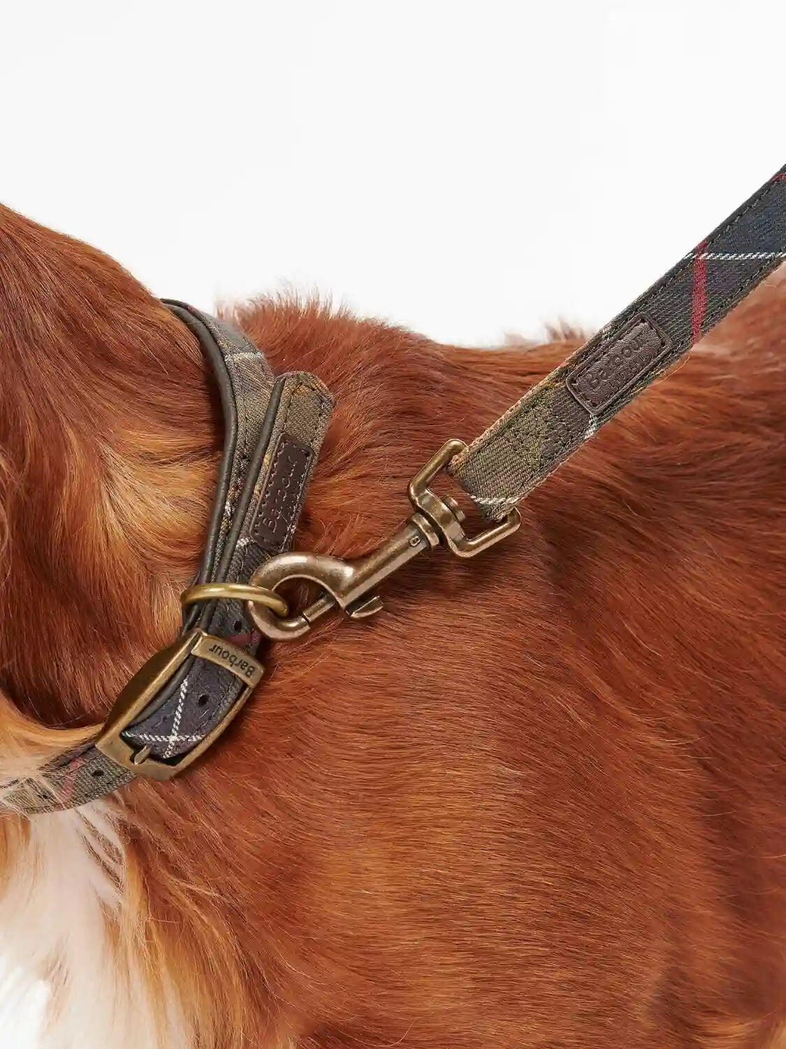 Laisse Barbour pour chien 3/5