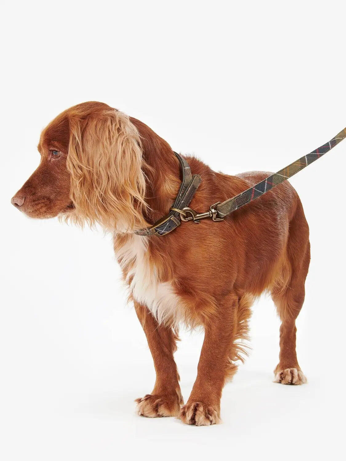 Laisse Barbour pour chien 2/5