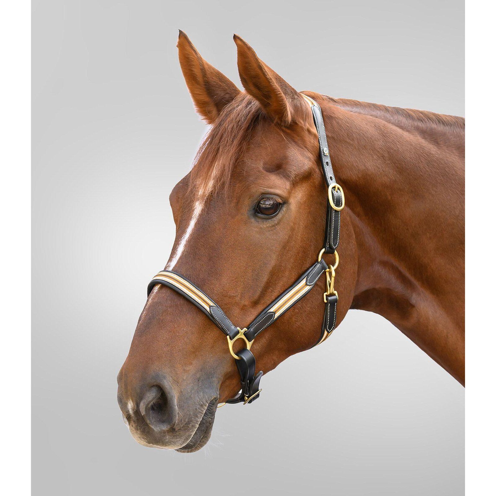 Licol pour cheval en cuir Waldhausen X-Line Oxford 3/4