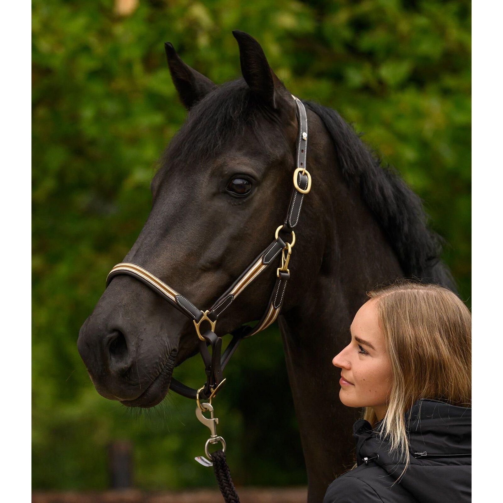 Licol pour cheval en cuir Waldhausen X-Line Oxford 4/4