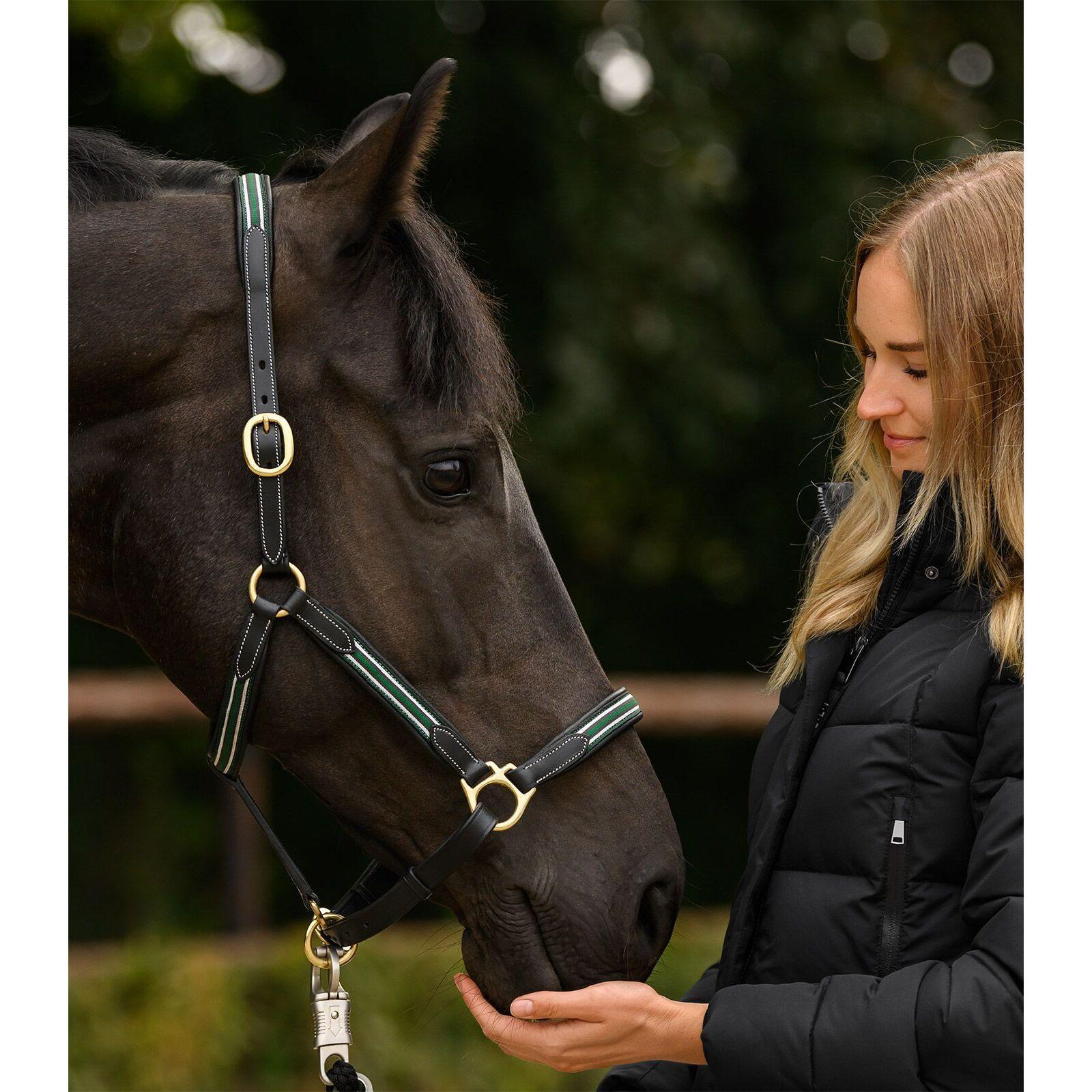 Cabestro de cuero para caballos Waldhausen X-Line Oxford 4/4