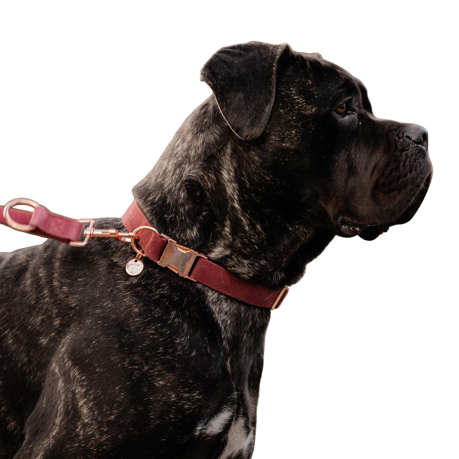 Collare per cani in velluto HORKA 2/2