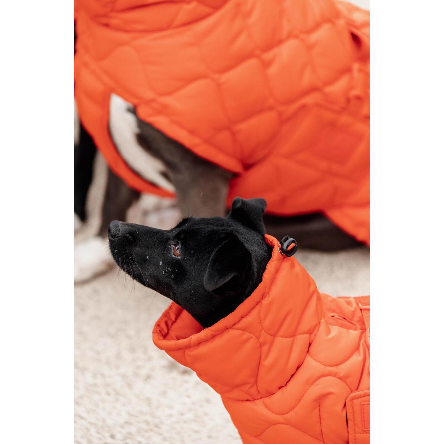 Hundemantel Kentucky Pina 4/5