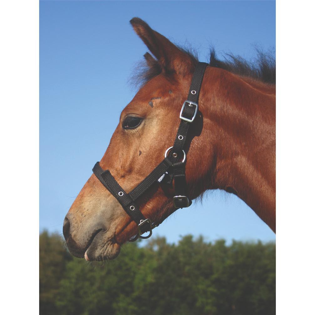Licol pour cheval poulain HORKA 2/2