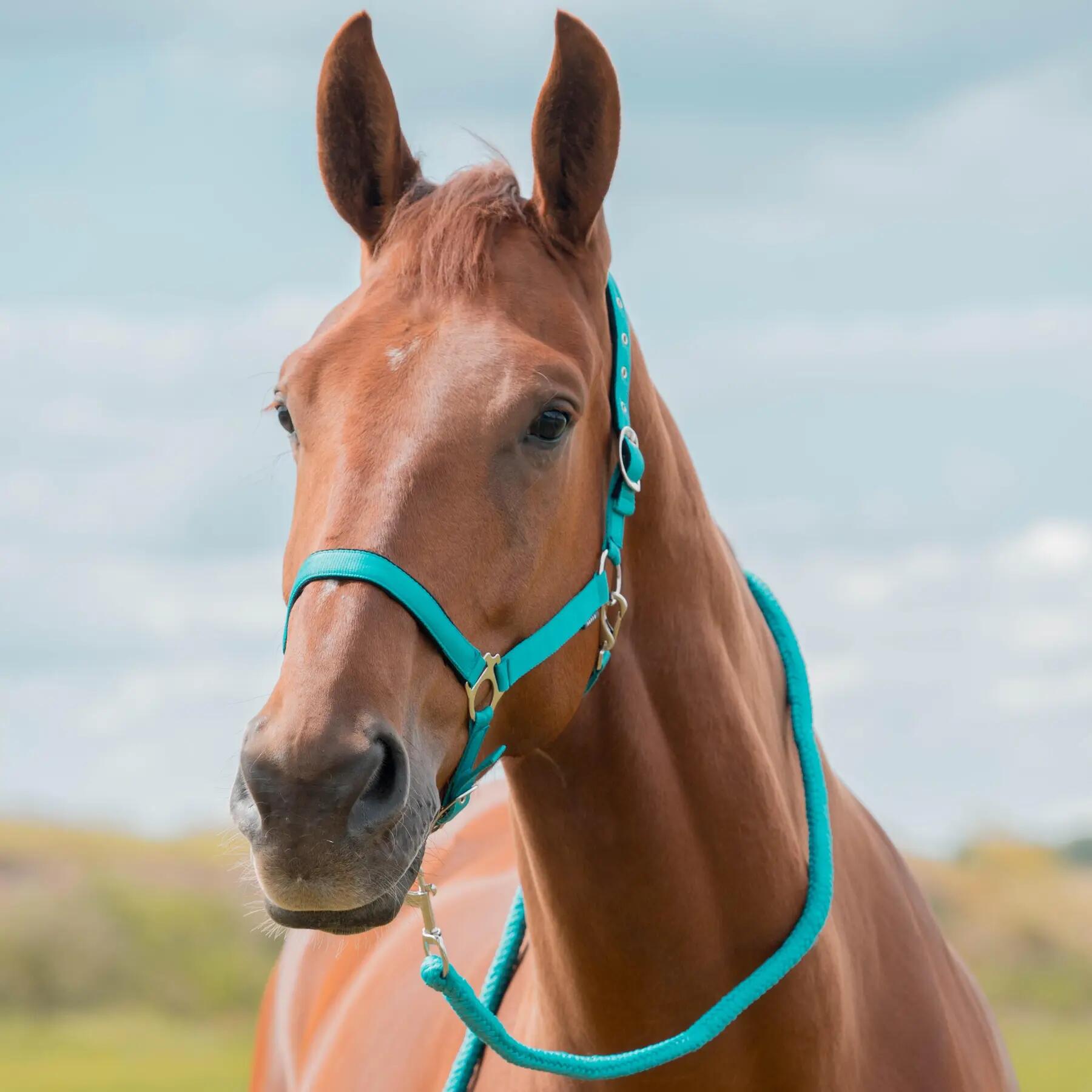 Ensemble licol pour cheval dime Horka 2/2