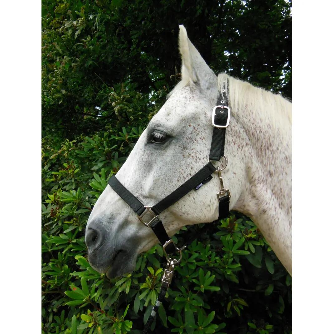 Licol pour cheval Horka Nubuck 2/2