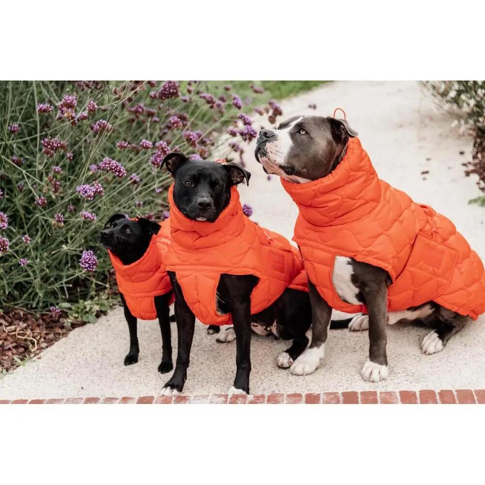 Manteau d'hiver pour chien Pina - Kentucky 2/2