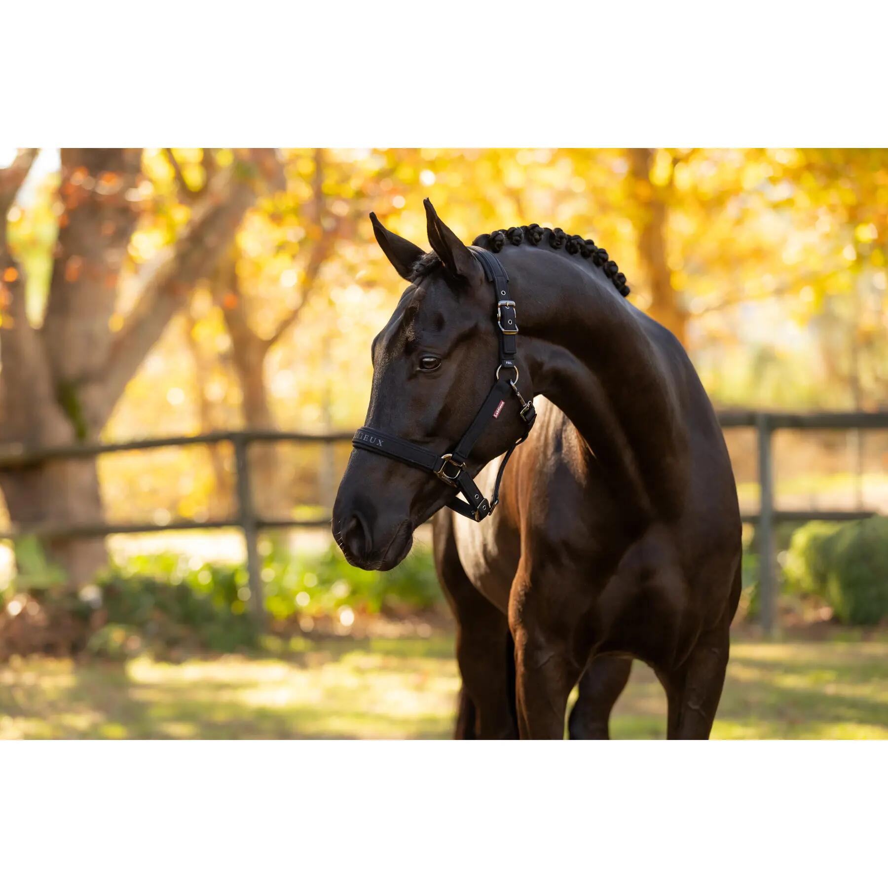 Nylon halster voor paard LeMieux Finesse 4/5