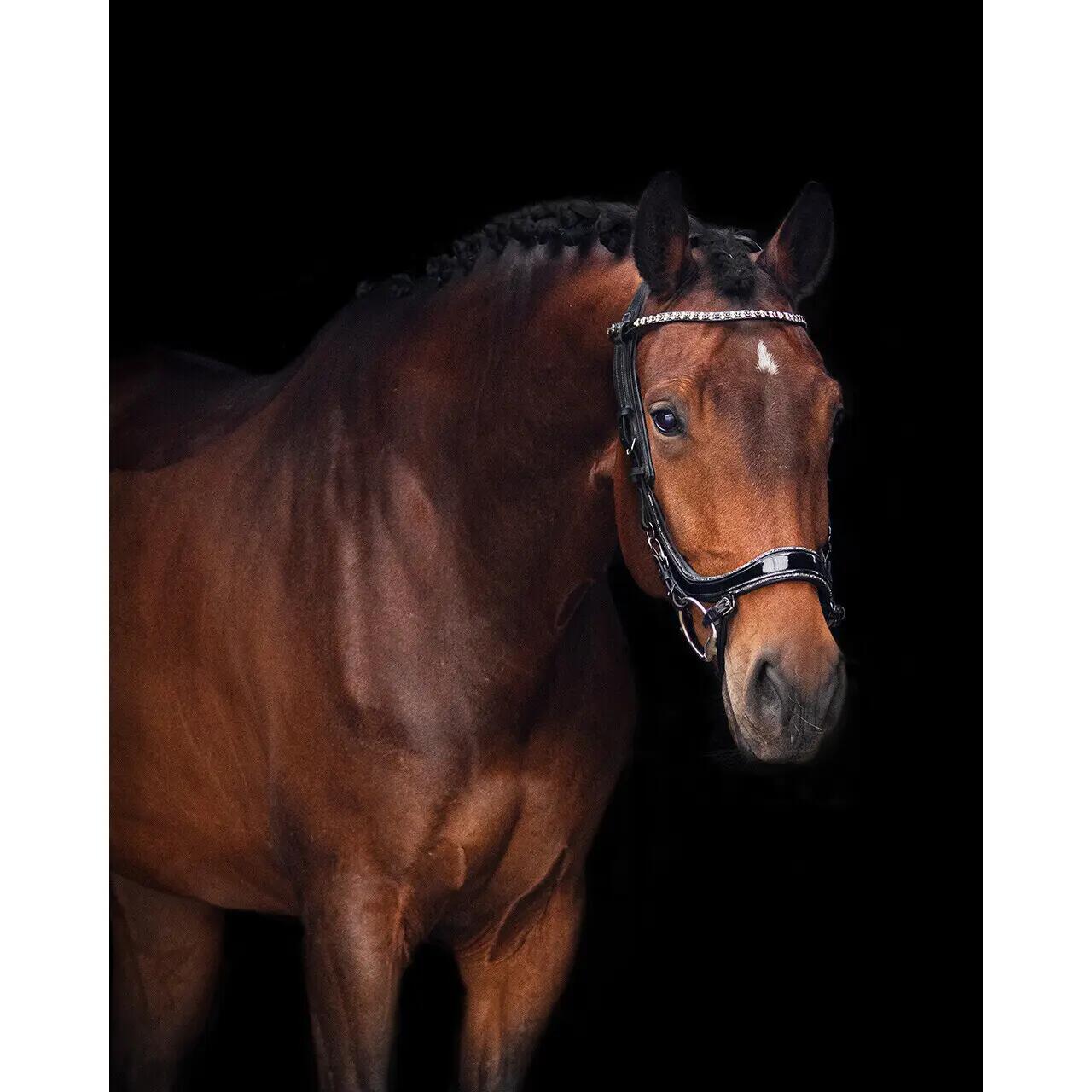 Briglie per cavalli Presteq FaySport Glitter 5/5