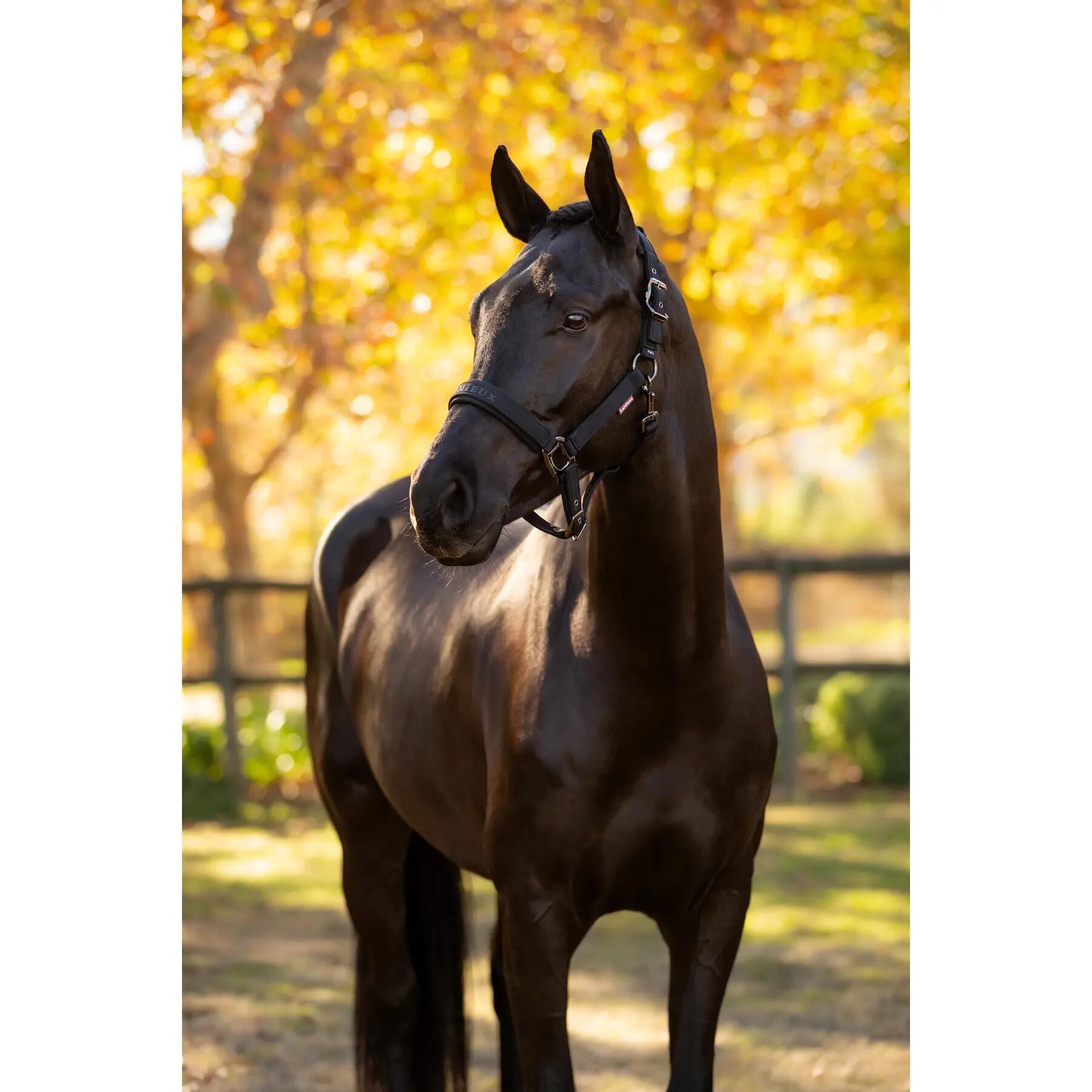 Nylon halster voor paard LeMieux Finesse 5/5