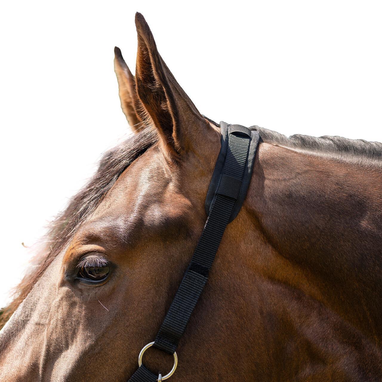 Muselière pour cheval avec licol mouton avec narines QHP 2/4