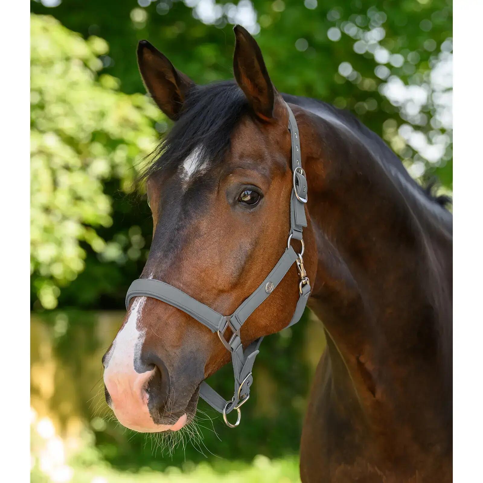 Halfter für Pferd Waldhausen Trinidad 2/2