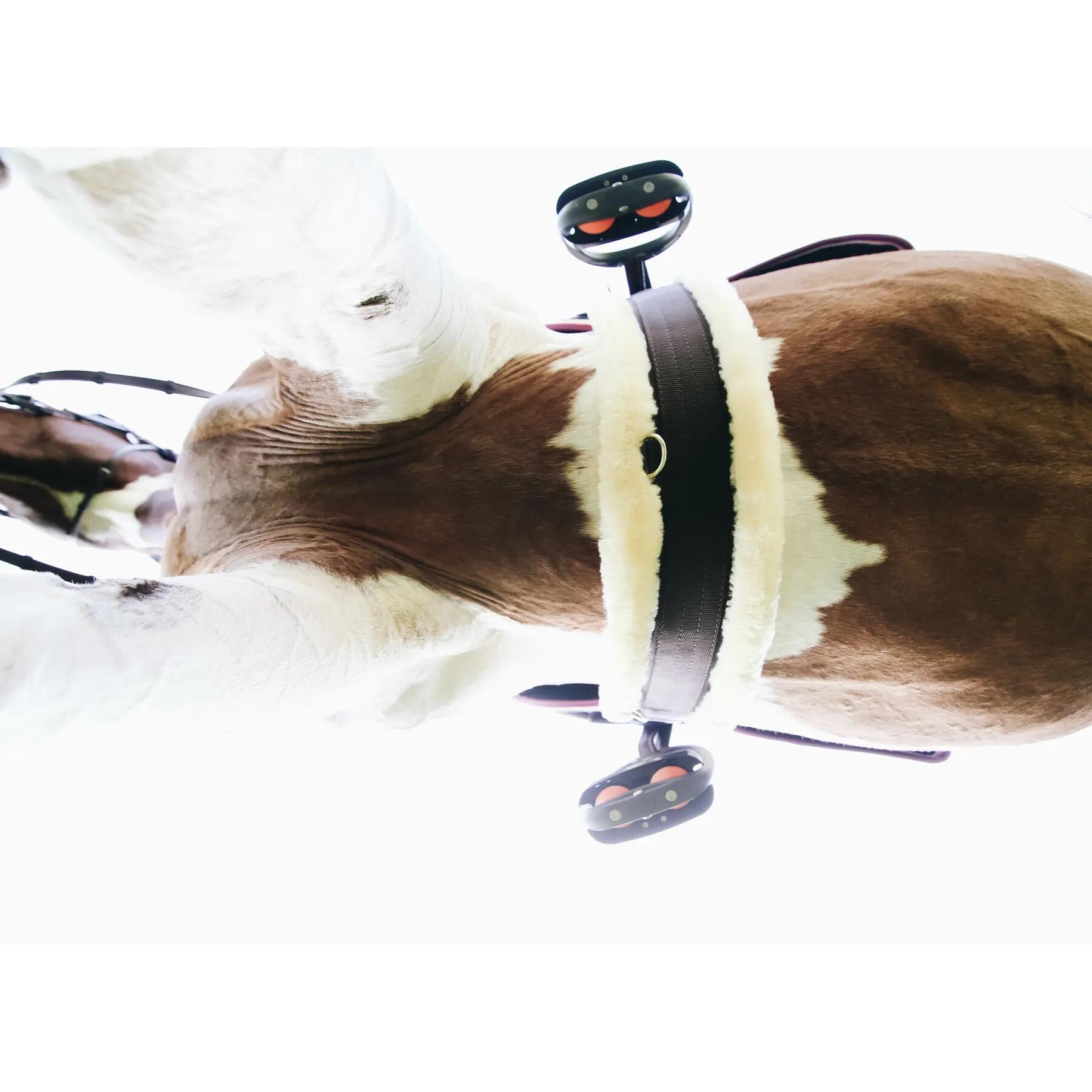 Sangle pour cheval mouton Kentucky 3/7