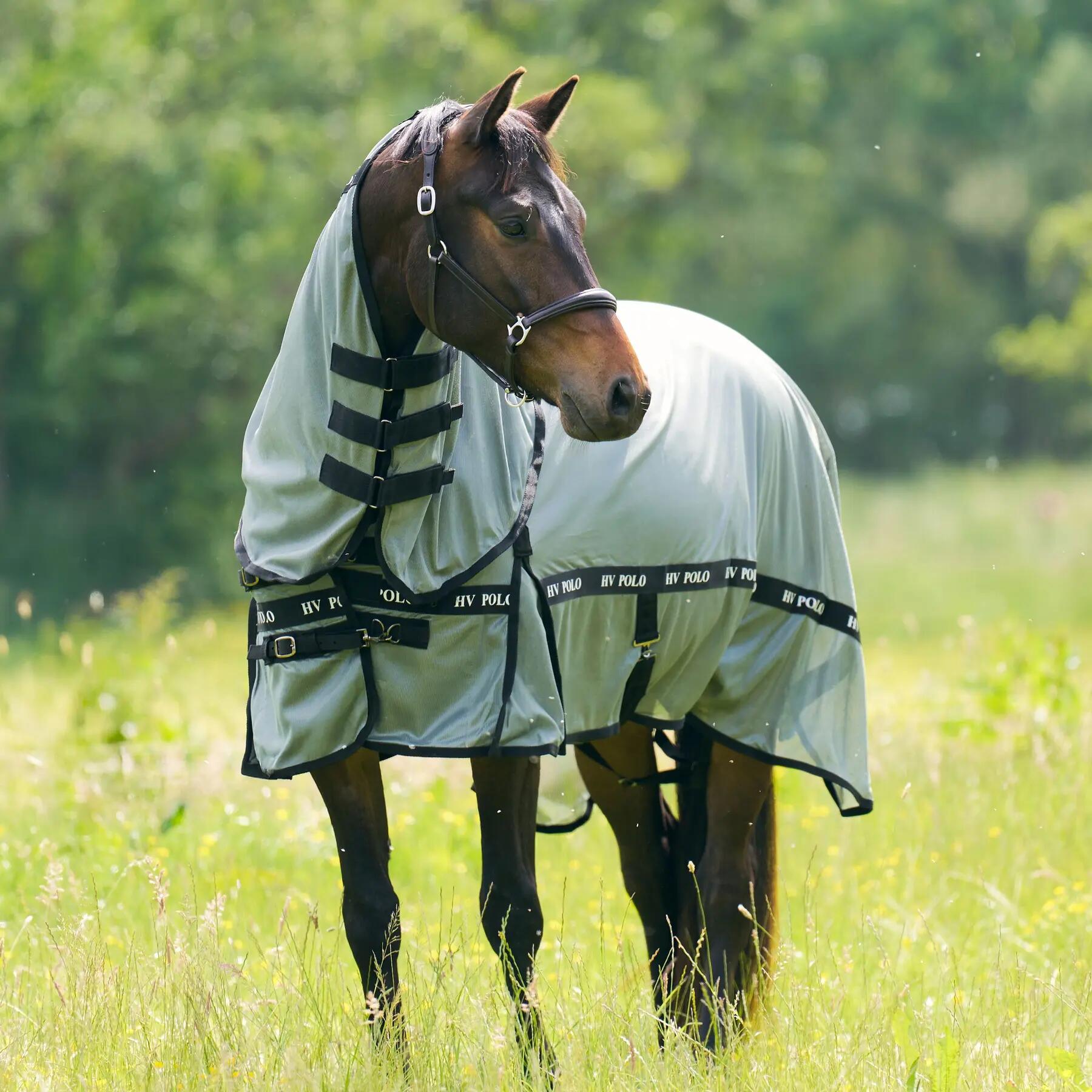 HV POLO picture