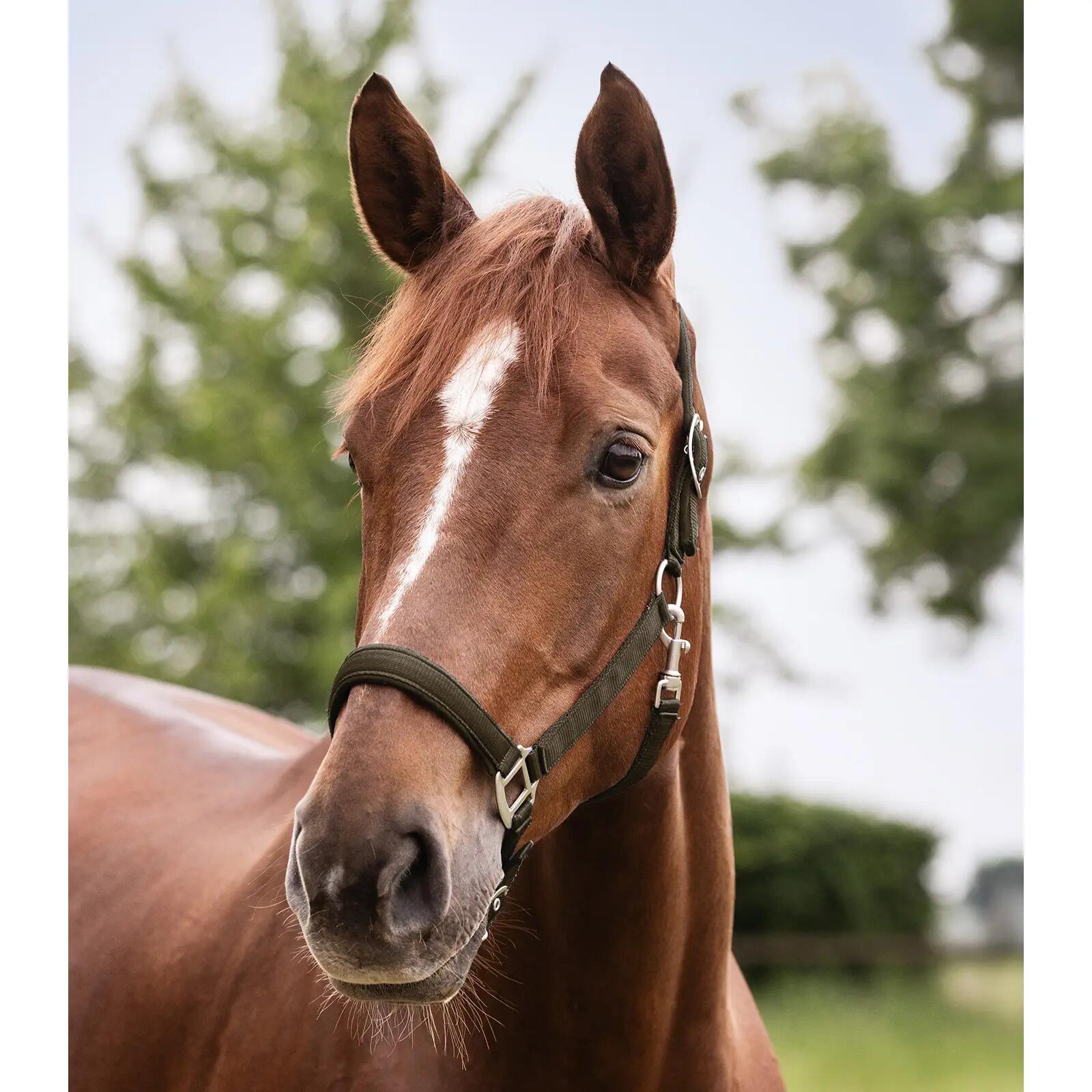 Licol pour cheval Waldhausen Satin 2/2