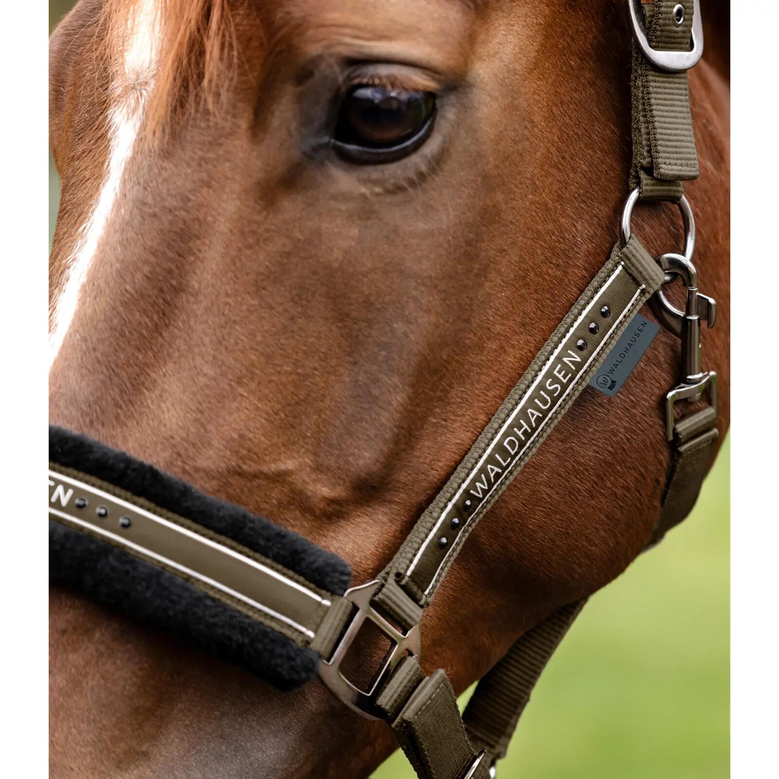 Licol pour cheval Waldhausen Elegant 3/3