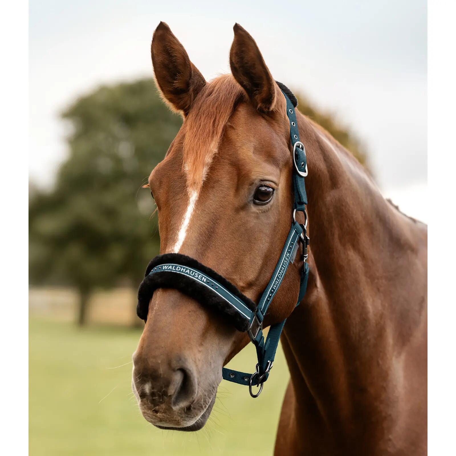 Licol pour cheval Waldhausen Elegant 2/3