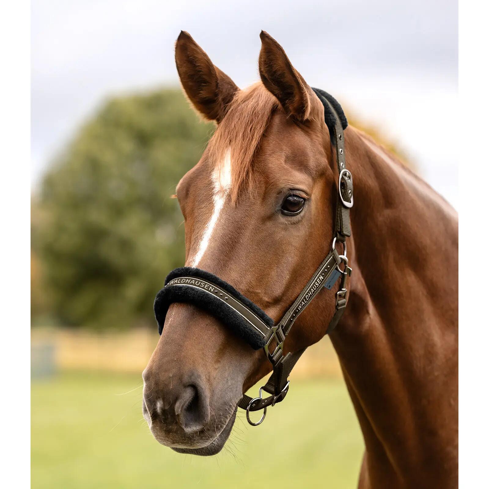Licol pour cheval Waldhausen Elegant 2/3