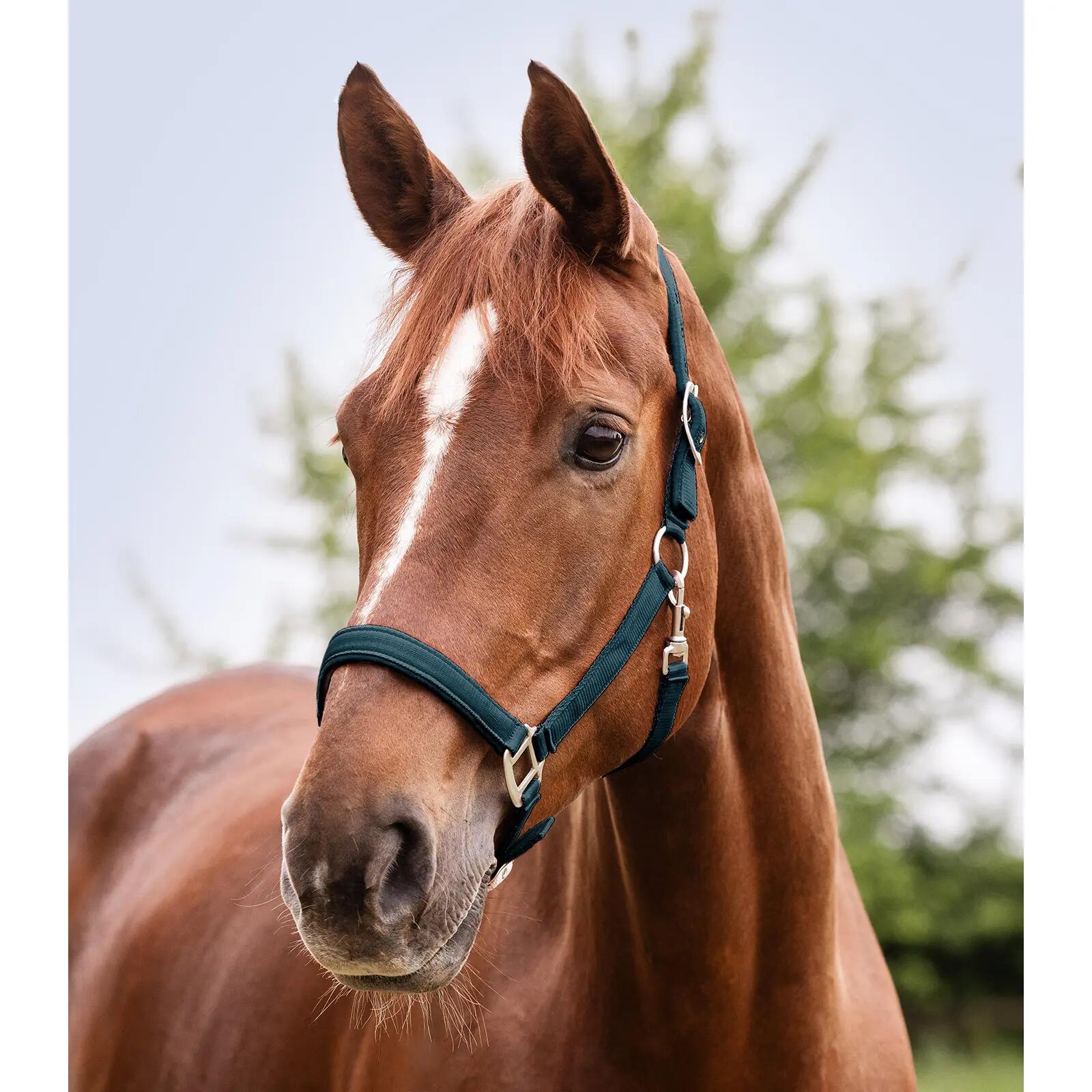 Licol pour cheval Waldhausen Satin 2/2