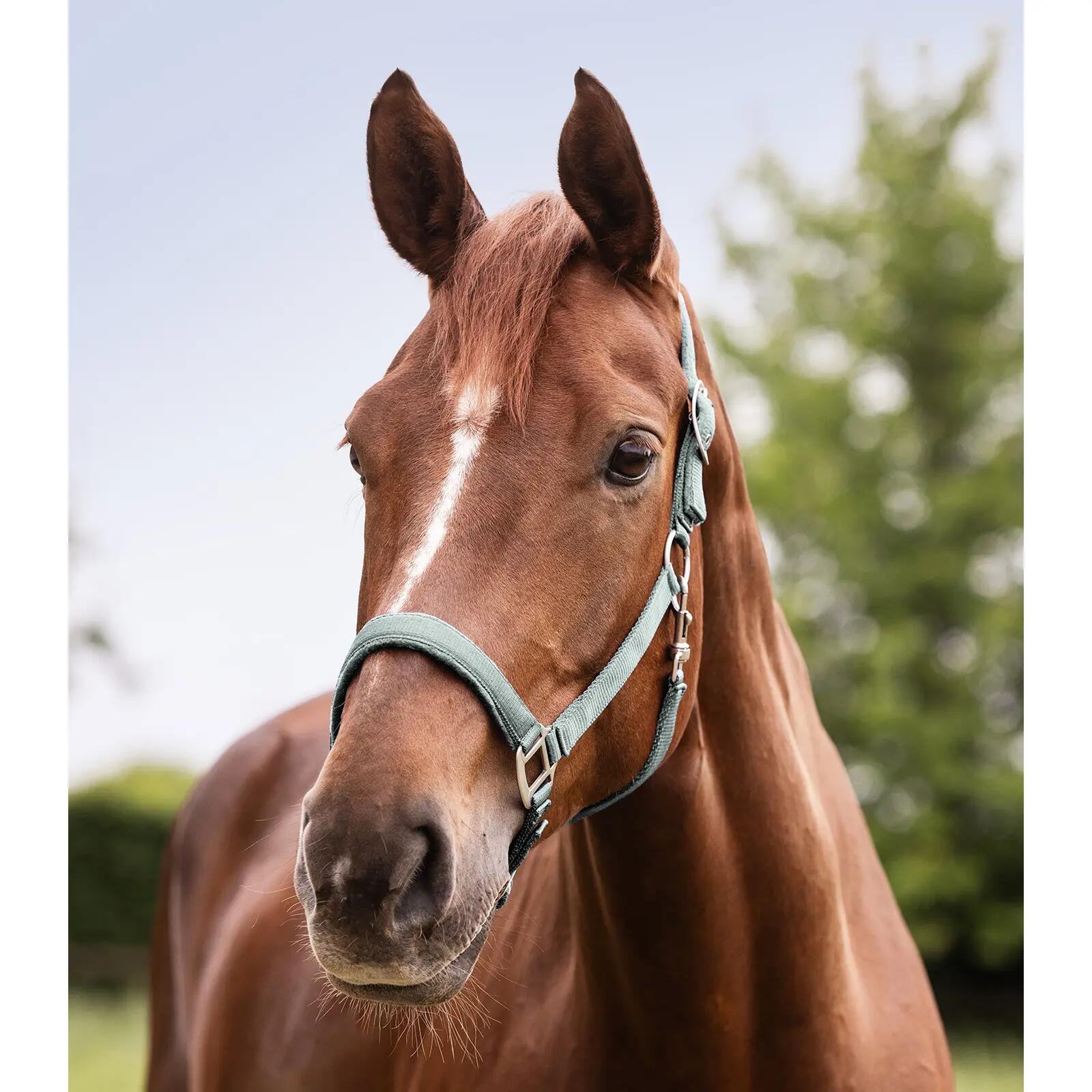 Licol pour cheval Waldhausen Satin 2/2