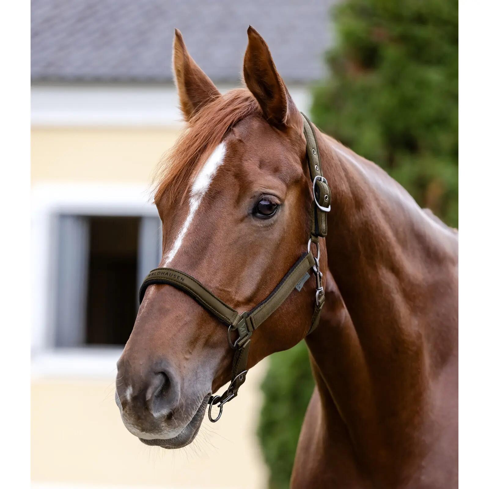 Licol pour cheval Waldhausen Atheltic 2/3
