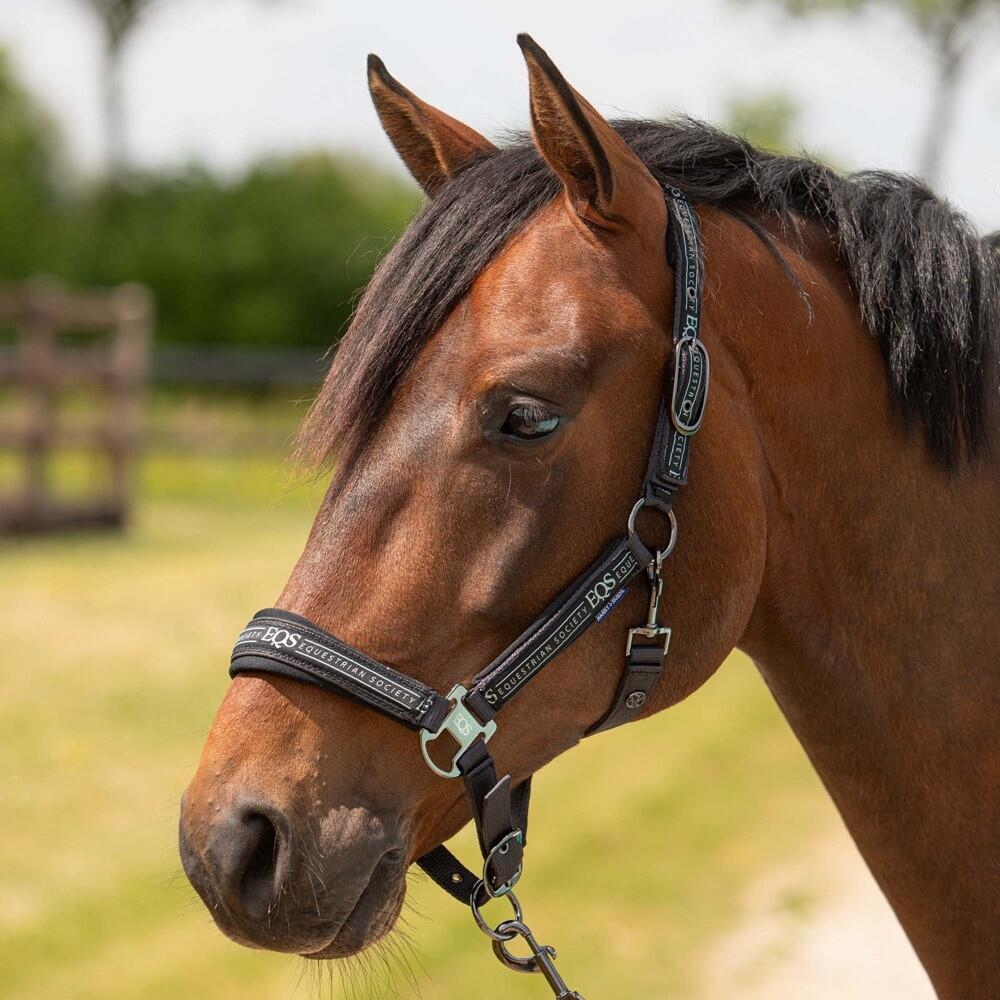 Harry's Horse Halsterset Equestrian Society - Black Sand (Pony) (Pony) 2/3