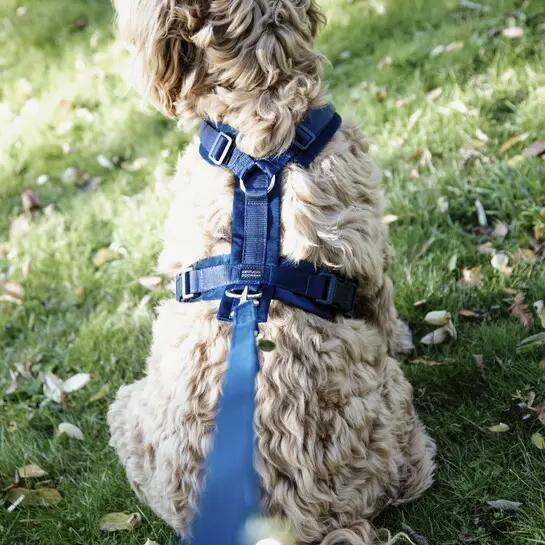 Imbracatura per cani attivi Kentucky Velvet 4/6
