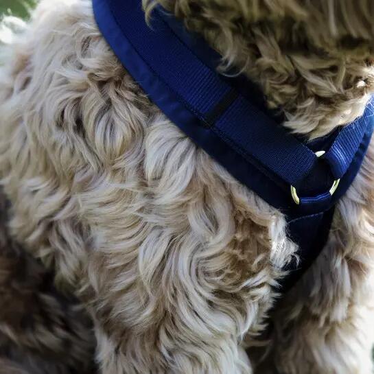 Imbracatura per cani attivi Kentucky Velvet 2/6