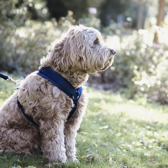 Imbracatura per cani attivi Kentucky Velvet 6/6