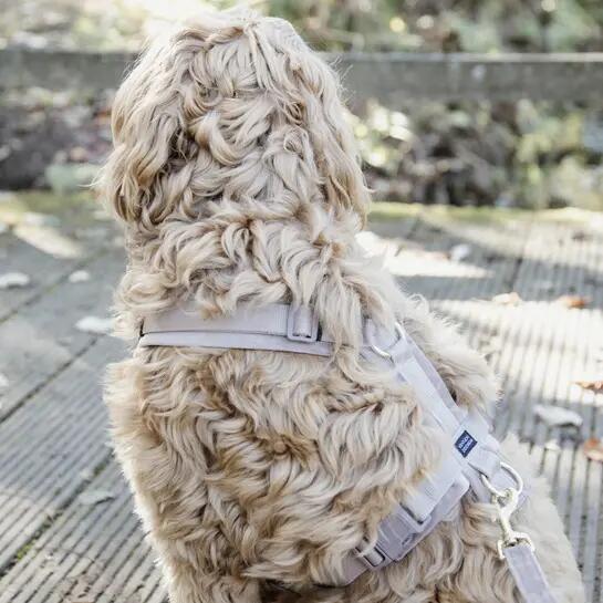 Harnais pour chien actif Kentucky Velvet 3/3