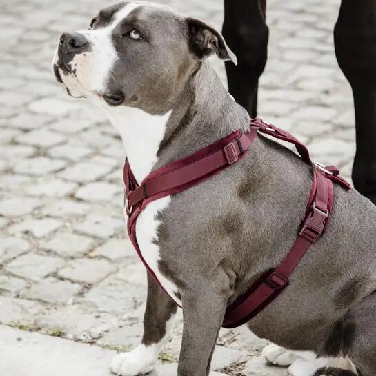Arnés para perro activo Kentucky Velvet 2/4