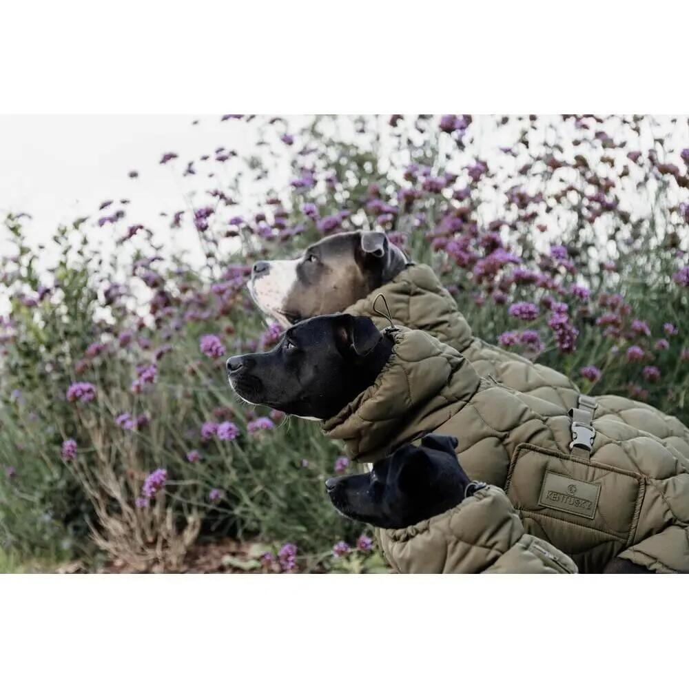 Dog coat Kentucky Pina 6/7