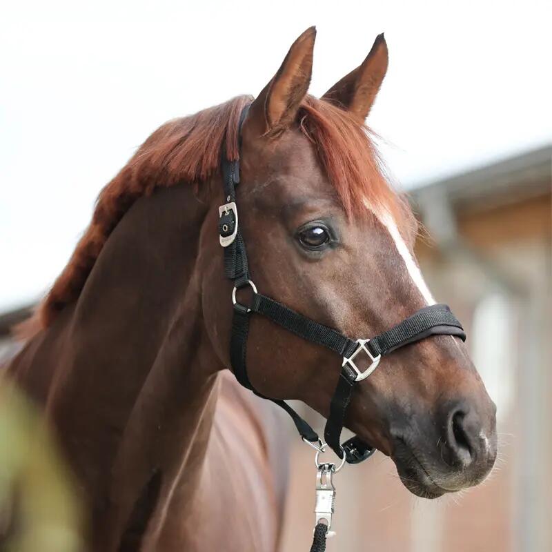 Licol pour cheval en nylon Kavalkade Classic Simple 2/3