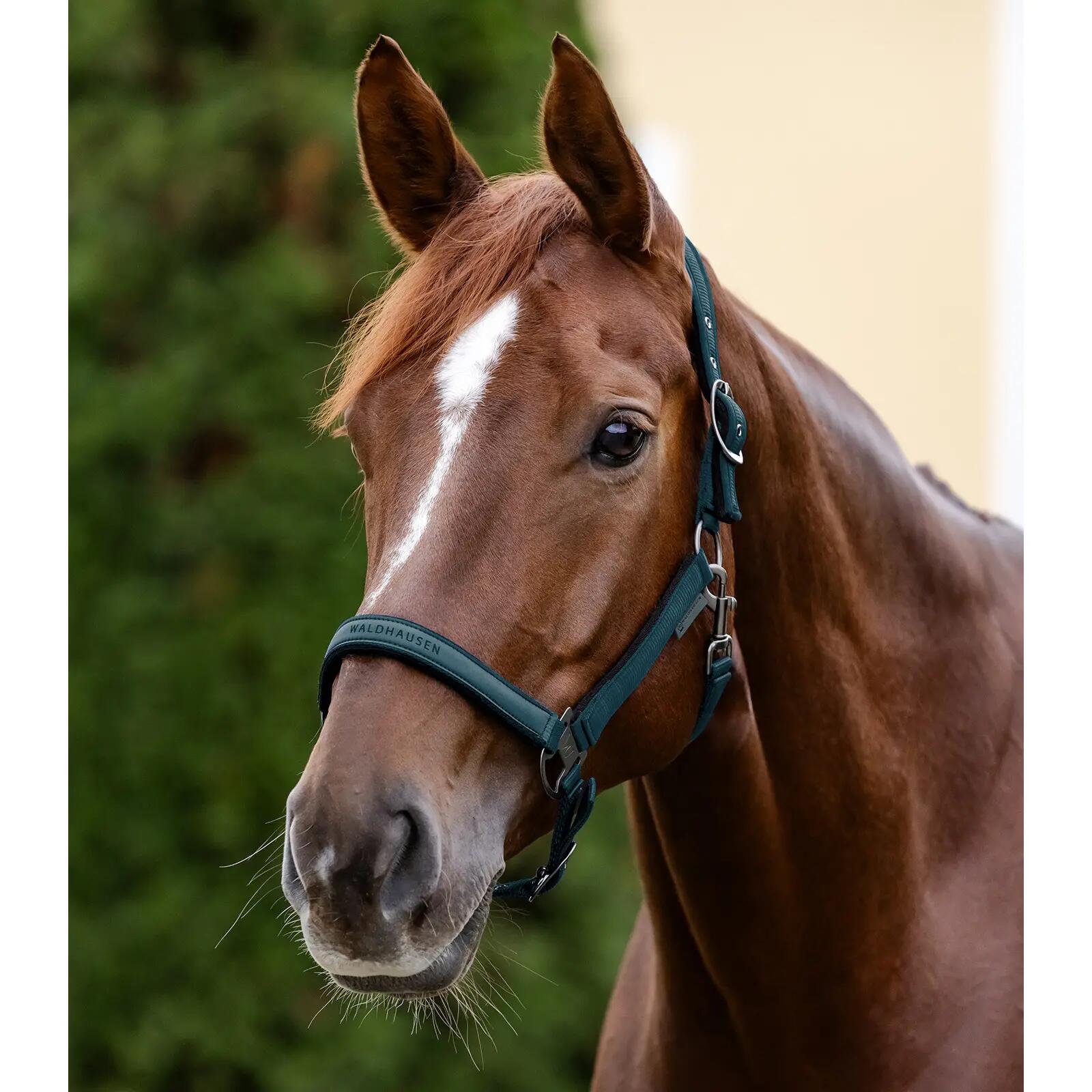 Licol pour cheval Waldhausen Atheltic 2/3
