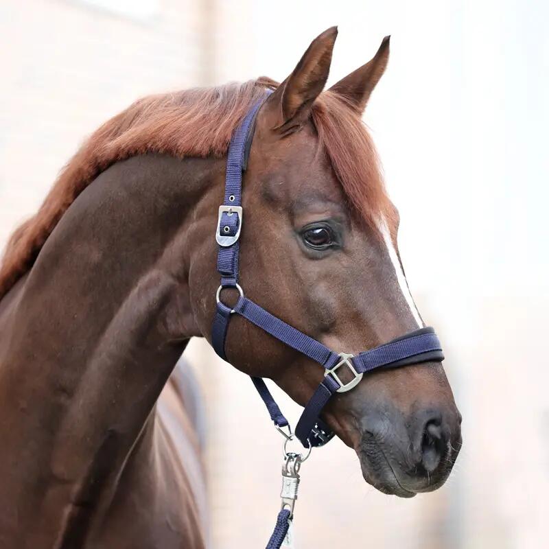 Licol pour cheval en nylon Kavalkade Classic Simple 2/3