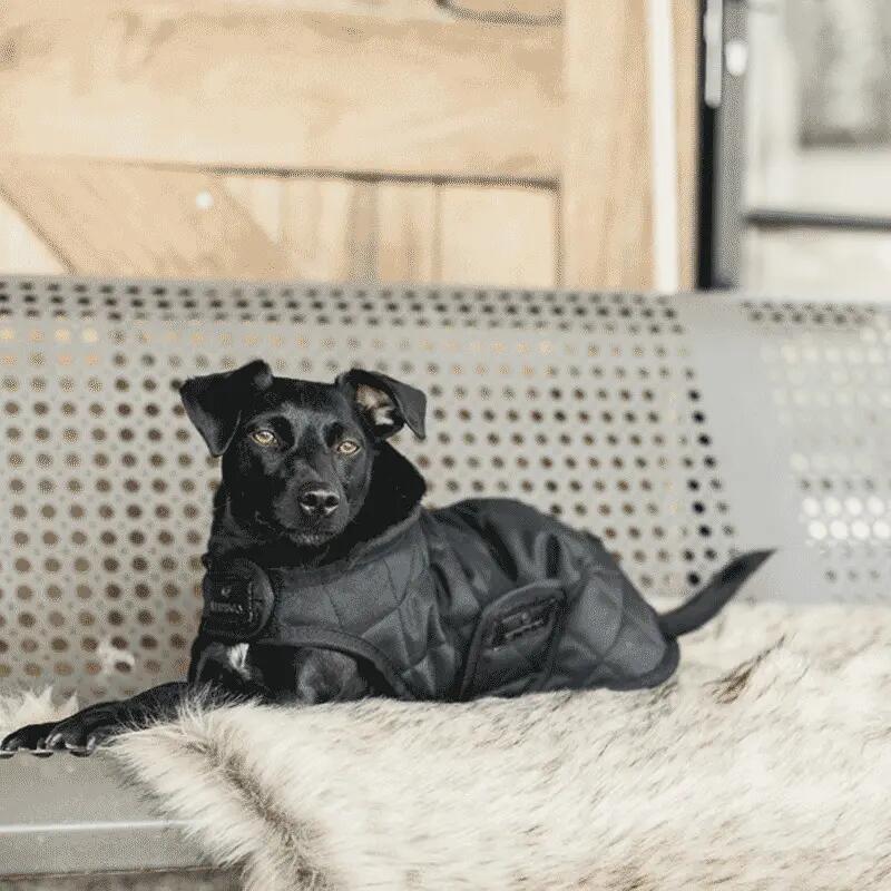 Hundemantel Kentucky Original 160g 2/3