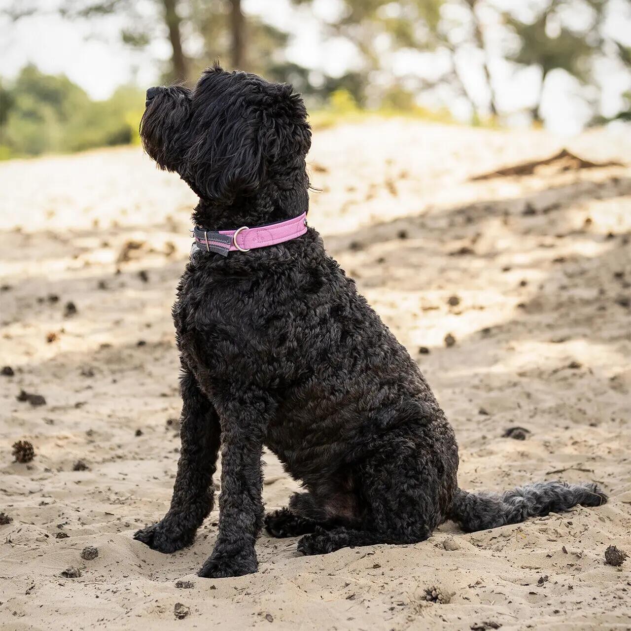Coleira cão QHP 3/3